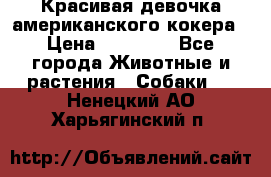 Красивая девочка американского кокера › Цена ­ 35 000 - Все города Животные и растения » Собаки   . Ненецкий АО,Харьягинский п.